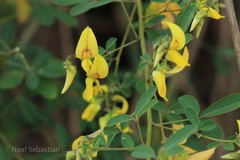 Crotalaria stipitata